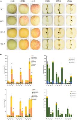 Overexpression of PSY1 increases fruit skin and flesh carotenoid content and reveals associated transcription factors in apple (Malus × domestica)